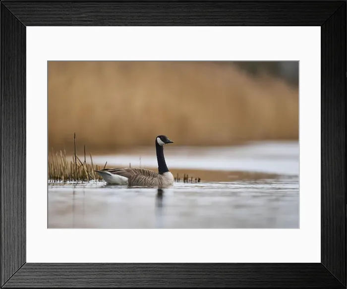 Framed Print : Canada Goose (Branta canadensis) swimming on a lake on the Somerset Levels in Somerset, United Kingdom Framed Print : Canada Goose (Branta canadensis) swimming on a lake on the Somerset Levels in Somerset, United Kingdom