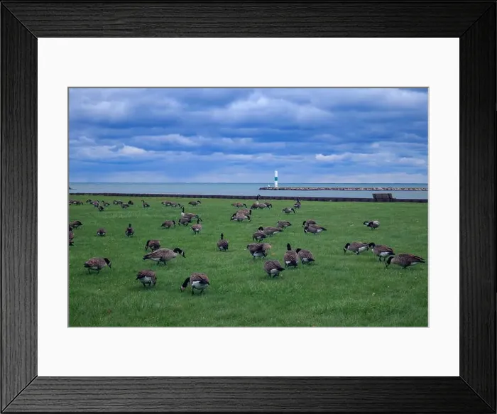 Framed Print : A flock of Canadian Geese grazes on a lush green field with the backdrop of a cloudy sky Framed Print : A flock of Canadian Geese grazes on a lush green field with the backdrop of a cloudy sky