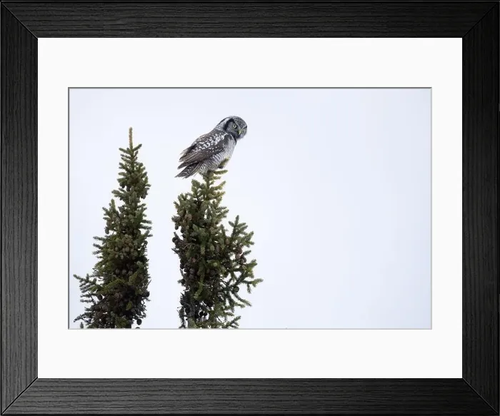 Framed Print : Northern Hawk Owl (Surnia ulula) in the boreal forest of Saskatchewan Framed Print : Northern Hawk Owl (Surnia ulula) in the boreal forest of Saskatchewan