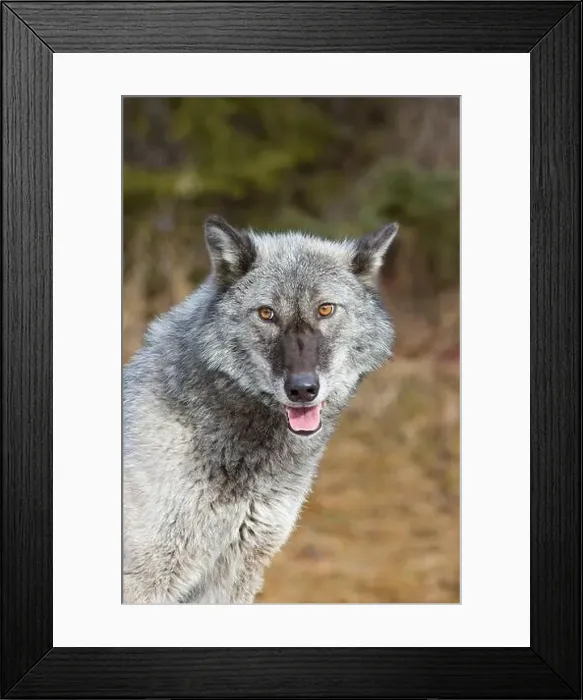 Framed Print : Grey wolf Canis lupus, adult portrait, Montana, USA, March Framed Print : Grey wolf Canis lupus, adult portrait, Montana, USA, March