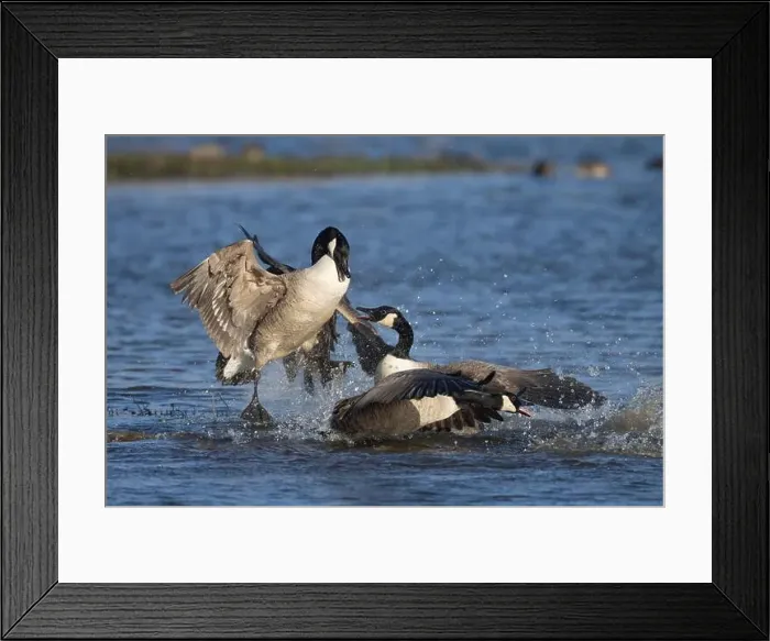 Framed Print : Canada goose (Branta canadensis) three adult birds fighting on a lake, England, United Kingdom Framed Print : Canada goose (Branta canadensis) three adult birds fighting on a lake, England, United Kingdom