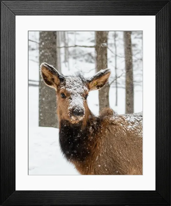 Framed Print : Close up of face of young elk on snowy winter day Framed Print : Close up of face of young elk on snowy winter day