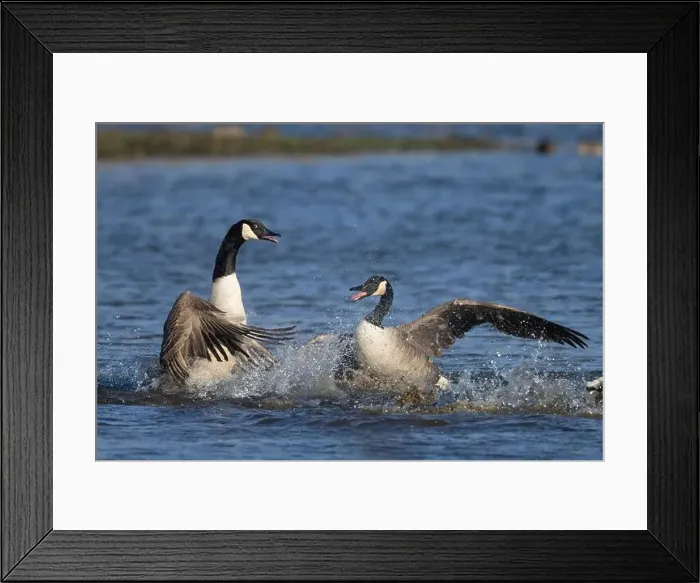 Framed Print : Canada goose (Branta canadensis) two adult birds fighting on a lake, England, United Kingdom Framed Print : Canada goose (Branta canadensis) two adult birds fighting on a lake, England, United Kingdom