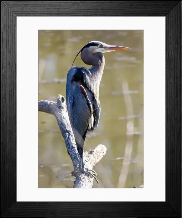 Framed Print : A Great Blue Heron isolated on a branch over a pond in Southwestern Ontario, Canada Framed Print : A Great Blue Heron isolated on a branch over a pond in Southwestern Ontario, Canada