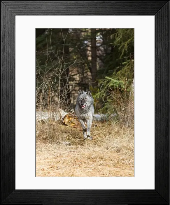 Framed Print : Grey wolf Canis lupus, adult running at forest edge, Montana, USA, March Framed Print : Grey wolf Canis lupus, adult running at forest edge, Montana, USA, March