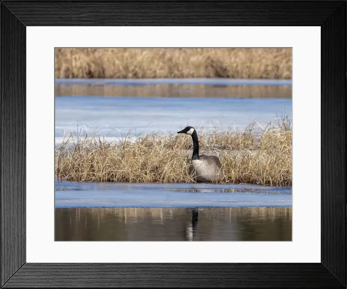 Framed Print : Canada Goose in dry grass on an icy marsh in March in Algonquin Park Framed Print : Canada Goose in dry grass on an icy marsh in March in Algonquin Park