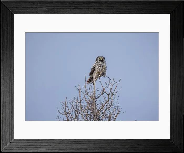 Framed Print : Northern Hawk Owl (Surnia ulula) in the boreal forest of Saskatchewan Framed Print : Northern Hawk Owl (Surnia ulula) in the boreal forest of Saskatchewan