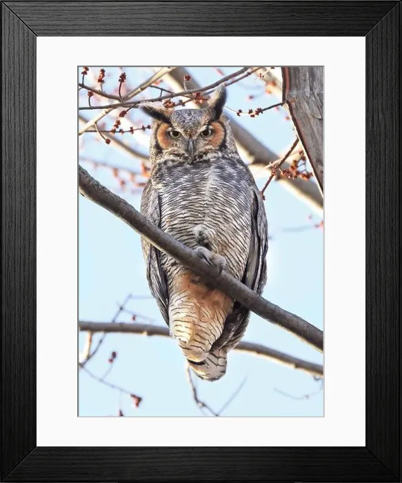 Framed Print : Great-horned Owl perched on a branch in the forest, Quebec, Canada Framed Print : Great-horned Owl perched on a branch in the forest, Quebec, Canada
