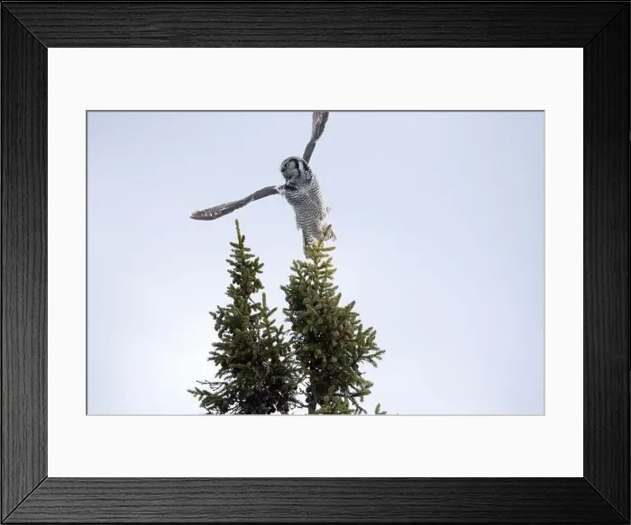 Framed Print : Northern Hawk Owl (Surnia ulula) in the boreal forest of Saskatchewan Framed Print : Northern Hawk Owl (Surnia ulula) in the boreal forest of Saskatchewan