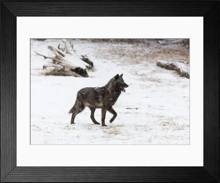 Framed Print : Grey wolf Canis lupus, adult standing on snow during snowfall, Montana, USA, March Framed Print : Grey wolf Canis lupus, adult standing on snow during snowfall, Montana, USA, March