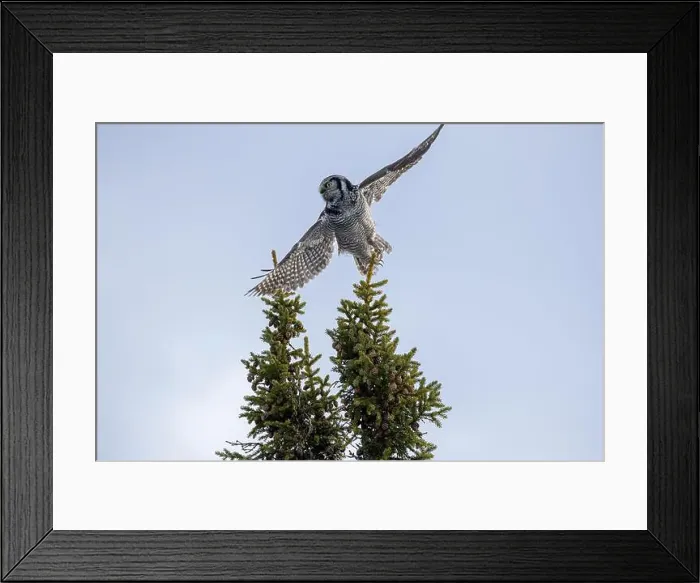 Framed Print : Northern Hawk Owl (Surnia ulula) in the boreal forest of Saskatchewan Framed Print : Northern Hawk Owl (Surnia ulula) in the boreal forest of Saskatchewan