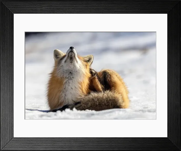 Framed Print : Red Fox (Vulpes vulpes) in Prince Albert National Park, Saskatchewan, Canada Framed Print : Red Fox (Vulpes vulpes) in Prince Albert National Park, Saskatchewan, Canada