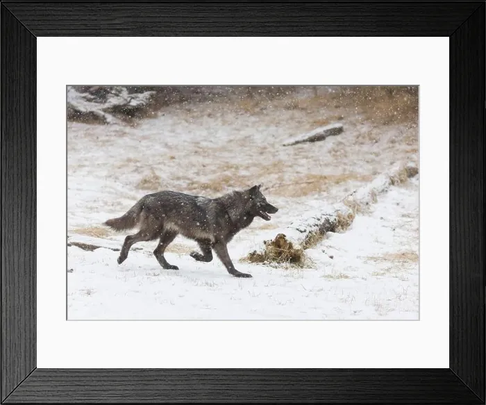 Framed Print : Grey wolf Canis lupus, adult walking on snow during snowfall, Montana, USA, March Framed Print : Grey wolf Canis lupus, adult walking on snow during snowfall, Montana, USA, March