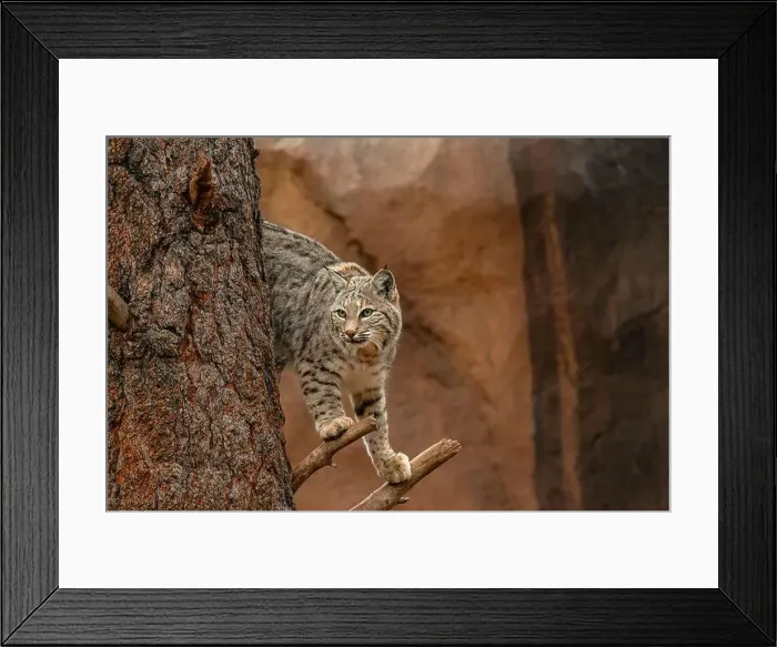 Framed Print : A Bobcat in a tree Framed Print : A Bobcat in a tree