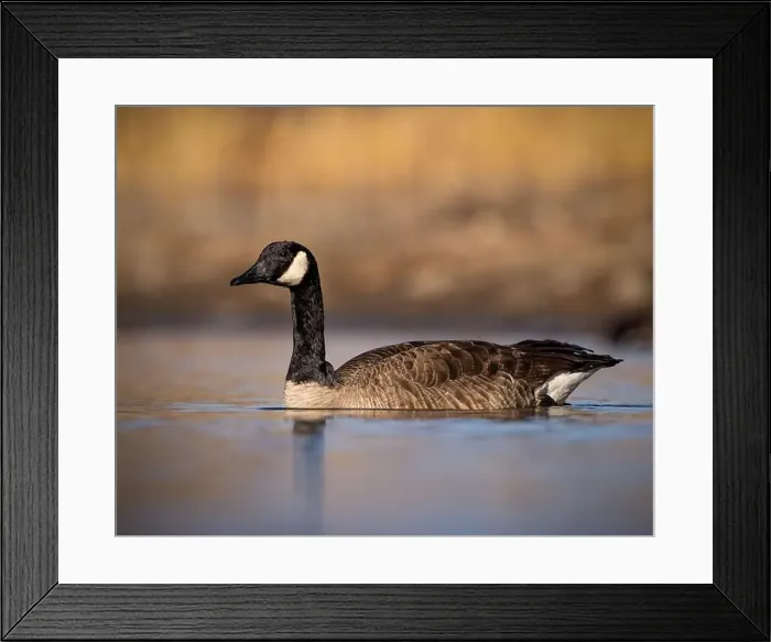 Framed Print : Canada Goose - branta canadensis - swimming in pond with evening sunlight Framed Print : Canada Goose - branta canadensis - swimming in pond with evening sunlight