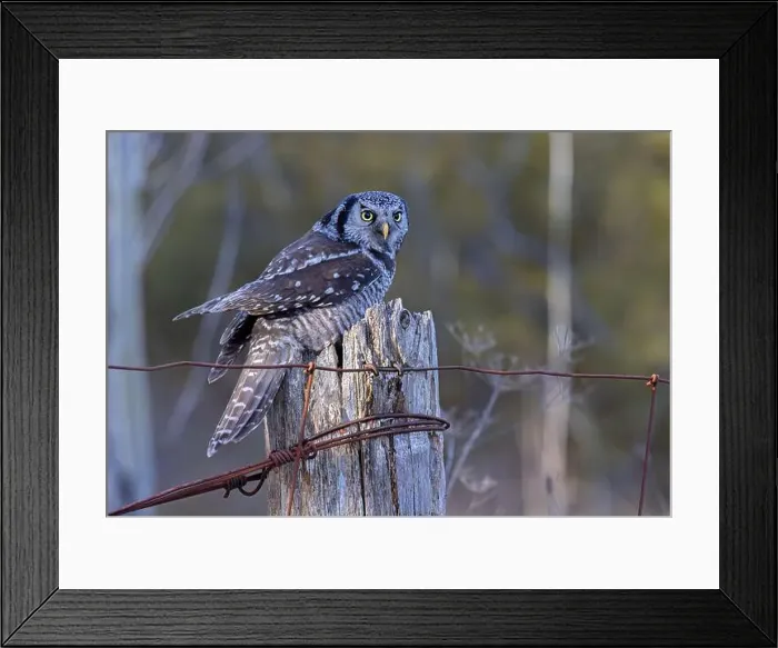 Framed Print : Northern Hawk-Owl perched on a post in winter in Canada