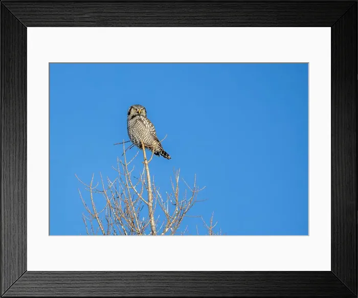 Framed Print : Northern Hawk Owl (Surnia ulula) in the boreal forest of Saskatchewan Framed Print : Northern Hawk Owl (Surnia ulula) in the boreal forest of Saskatchewan
