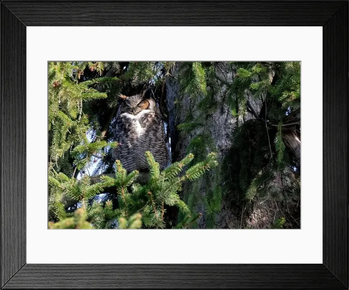 Framed Print : A male owl standing guard over a nest in Southwestern Ontario, Canada Framed Print : A male owl standing guard over a nest in Southwestern Ontario, Canada
