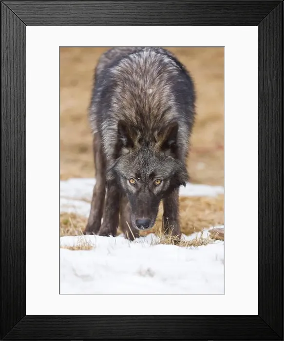 Framed Print : Grey wolf Canis lupus, adult standing on snow covered grassland, Montana, USA, March Framed Print : Grey wolf Canis lupus, adult standing on snow covered grassland, Montana, USA, March