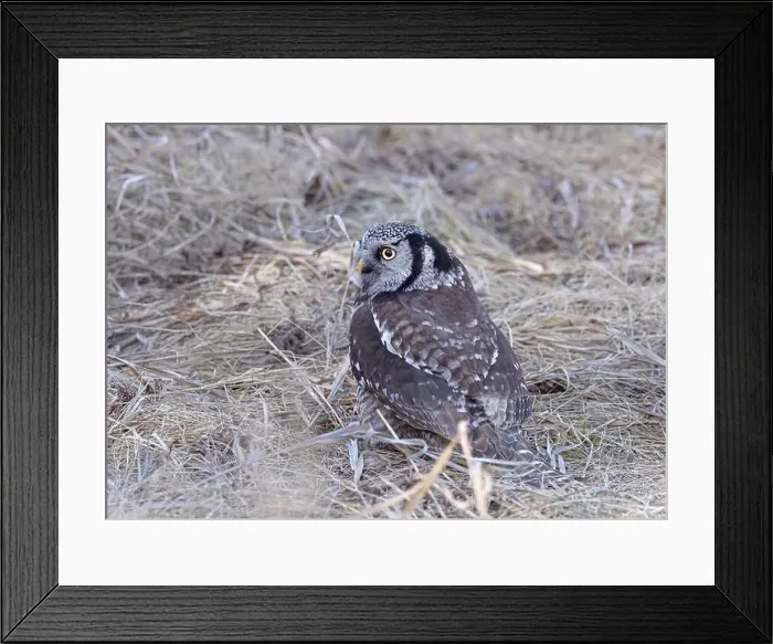 Framed Print : Northern Hawk-Owl hunting from the ground in a Canadian winter Framed Print : Northern Hawk-Owl hunting from the ground in a Canadian winter