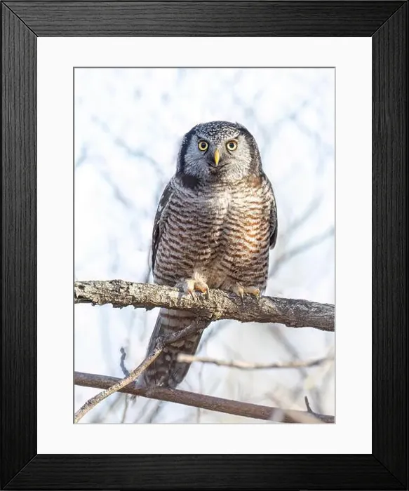 Framed Print : Northern Hawk-Owl (Surnia ulula) perched in a tree hunting in winter in Canada Framed Print : Northern Hawk-Owl (Surnia ulula) perched in a tree hunting in winter in Canada