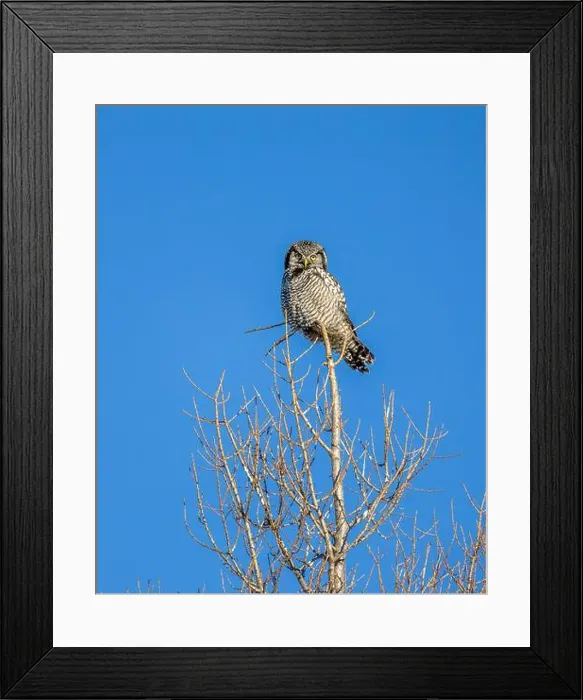 Framed Print : Northern Hawk Owl (Surnia ulula) in the boreal forest of Saskatchewan Framed Print : Northern Hawk Owl (Surnia ulula) in the boreal forest of Saskatchewan