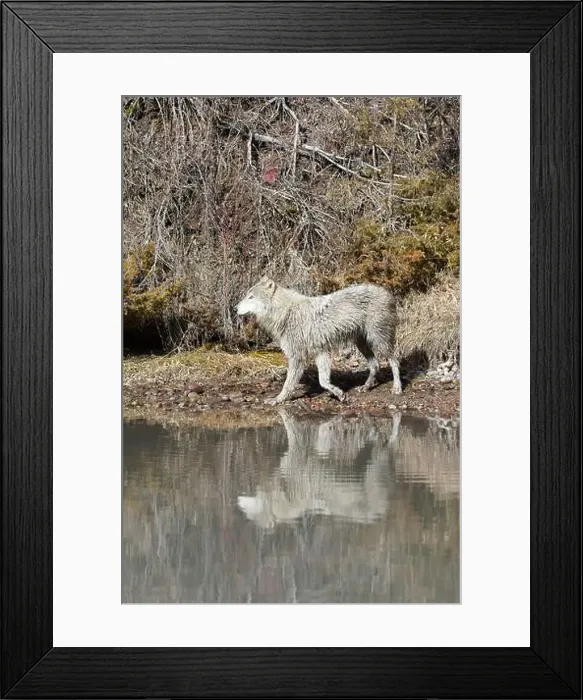 Framed Print : Grey wolf Canis lupus, adult walking at river edge, Montana, USA, March Framed Print : Grey wolf Canis lupus, adult walking at river edge, Montana, USA, March