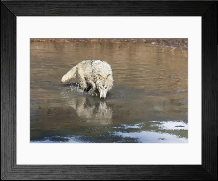 Framed Print : Grey wolf Canis lupus, adult walking in river, Montana, USA, March Framed Print : Grey wolf Canis lupus, adult walking in river, Montana, USA, March