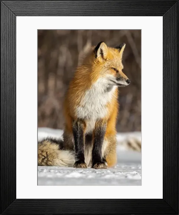 Framed Print : Red Fox (Vulpes vulpes) in Prince Albert National Park, Saskatchewan, Canada Framed Print : Red Fox (Vulpes vulpes) in Prince Albert National Park, Saskatchewan, Canada