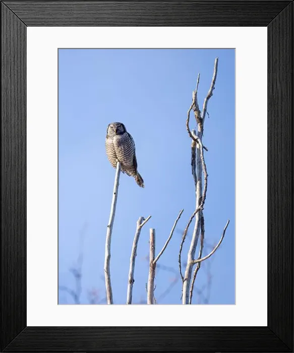 Framed Print : Northern Hawk-Owl (Surnia ulula) perched in a tree hunting in winter in Canada Framed Print : Northern Hawk-Owl (Surnia ulula) perched in a tree hunting in winter in Canada