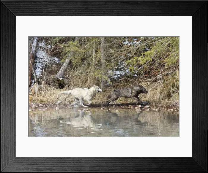 Framed Print : Grey wolf Canis lupus, 2 adults running at river edge, Montana, USA, March Framed Print : Grey wolf Canis lupus, 2 adults running at river edge, Montana, USA, March