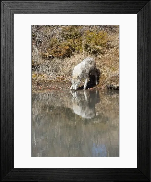 Framed Print : Grey wolf Canis lupus, adult standing at river edge, drinking, Montana, USA, March Framed Print : Grey wolf Canis lupus, adult standing at river edge, drinking, Montana, USA, March