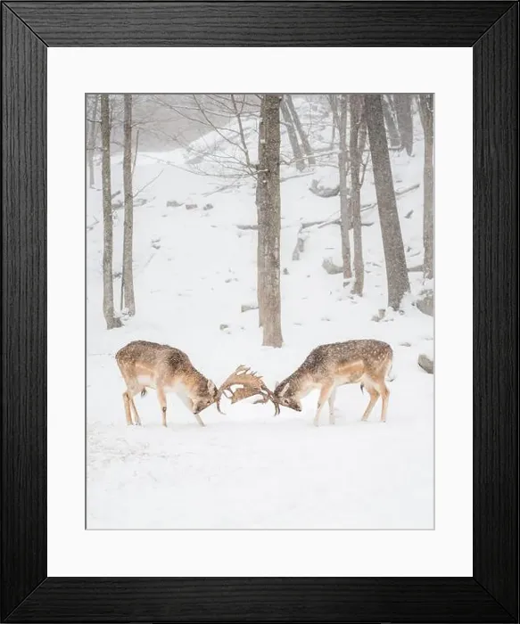 Framed Print : Two male fallow deer locking antlers rutting on a winter day Framed Print : Two male fallow deer locking antlers rutting on a winter day