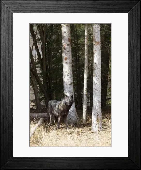 Framed Print : Grey wolf Canis lupus, adult standing at forest edge, Montana, USA, March Framed Print : Grey wolf Canis lupus, adult standing at forest edge, Montana, USA, March