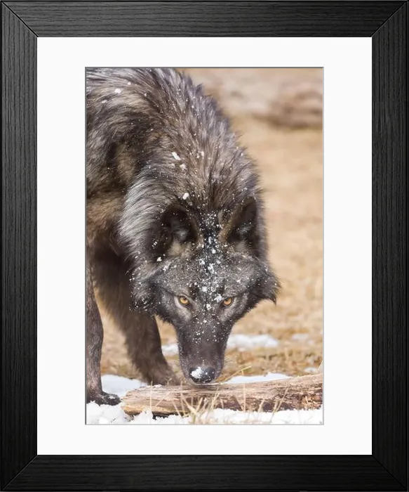 Framed Print : Grey wolf Canis lupus, adult with snow on head, Montana, USA, March Framed Print : Grey wolf Canis lupus, adult with snow on head, Montana, USA, March
