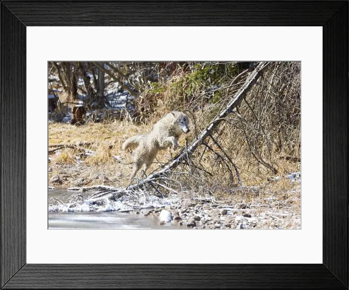 Framed Print : Grey wolf Canis lupus, adult jumping over fallen tree, Montana, USA, March Framed Print : Grey wolf Canis lupus, adult jumping over fallen tree, Montana, USA, March