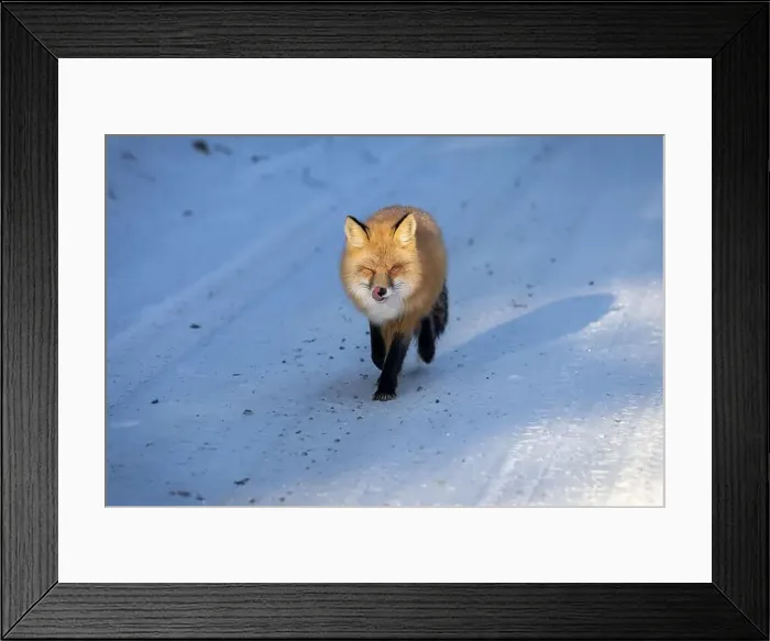 Framed Print : Red Fox (Vulpes vulpes) in Prince Albert National Park, Saskatchewan, Canada Framed Print : Red Fox (Vulpes vulpes) in Prince Albert National Park, Saskatchewan, Canada