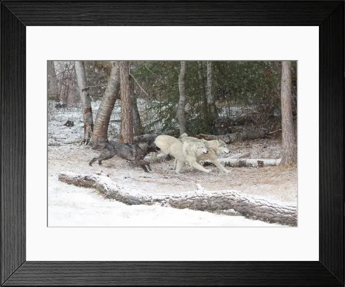 Framed Print : Grey wolf Canis lupus, 3 adults running at snow covered forest edge, Montana, USA, March Framed Print : Grey wolf Canis lupus, 3 adults running at snow covered forest edge, Montana, USA, March