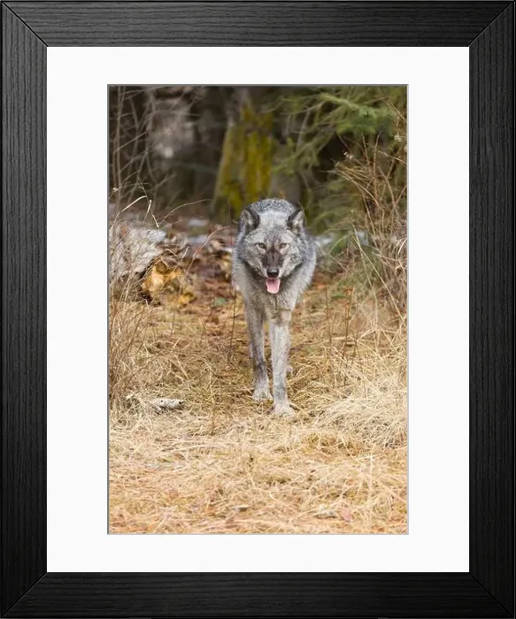 Framed Print : Grey wolf Canis lupus, adult walking at forest edge, Montana, USA, March Framed Print : Grey wolf Canis lupus, adult walking at forest edge, Montana, USA, March