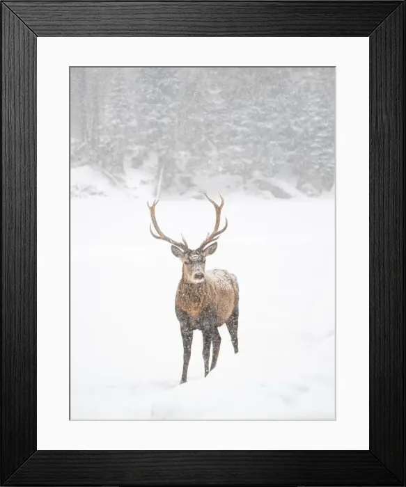 Framed Print : Male red deer with large antlers standing in snowy field in winter Framed Print : Male red deer with large antlers standing in snowy field in winter