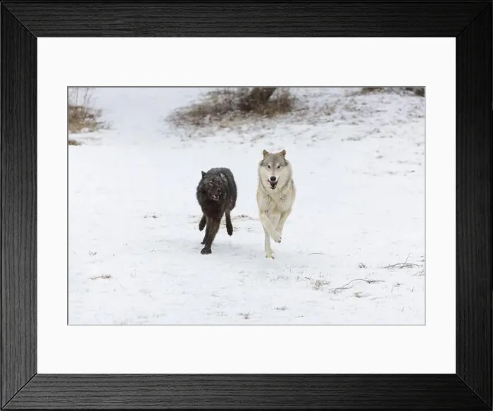 Framed Print : Grey wolf Canis lupus, 2 adults running on snow, Montana, USA, March Framed Print : Grey wolf Canis lupus, 2 adults running on snow, Montana, USA, March
