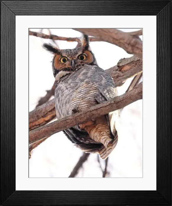 Framed Print : Great-horned Owl perched on a branch in the forest, Quebec, Canada