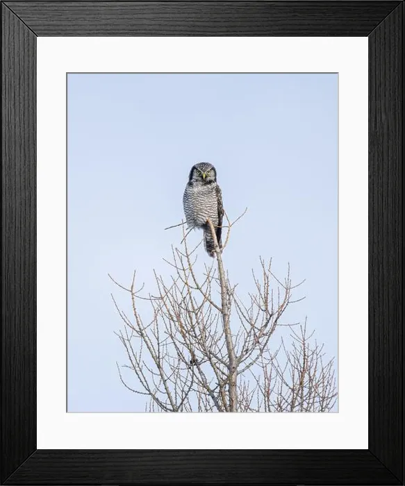 Framed Print : Northern Hawk Owl (Surnia ulula) in the boreal forest of Saskatchewan Framed Print : Northern Hawk Owl (Surnia ulula) in the boreal forest of Saskatchewan