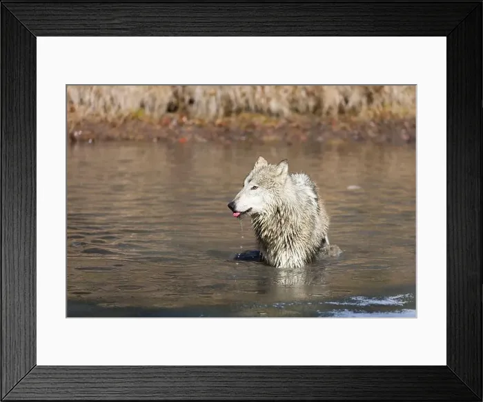 Framed Print : Grey wolf Canis lupus, adult standing in river, Montana, USA, March Framed Print : Grey wolf Canis lupus, adult standing in river, Montana, USA, March