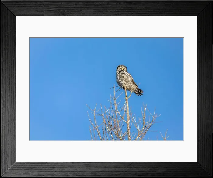 Framed Print : Northern Hawk Owl (Surnia ulula) in the boreal forest of Saskatchewan Framed Print : Northern Hawk Owl (Surnia ulula) in the boreal forest of Saskatchewan