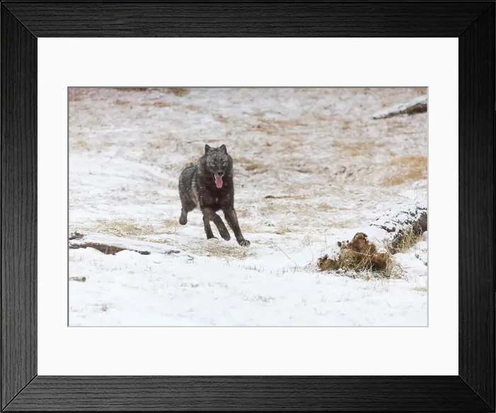 Framed Print : Grey wolf Canis lupus, adult running on snow, Montana, USA, March Framed Print : Grey wolf Canis lupus, adult running on snow, Montana, USA, March