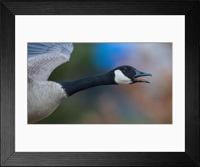 Framed Print : A goose in flight with its mouth wide open against a clear sky Framed Print : A goose in flight with its mouth wide open against a clear sky