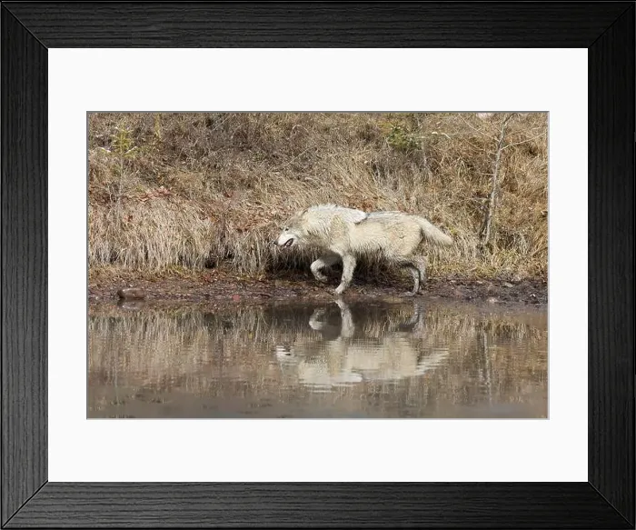Framed Print : Grey wolf Canis lupus, adult walking at river edge, Montana, USA, March Framed Print : Grey wolf Canis lupus, adult walking at river edge, Montana, USA, March