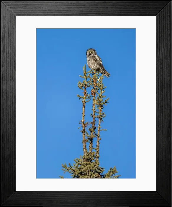 Framed Print : Northern Hawk Owl (Surnia ulula) in the boreal forest of Saskatchewan Framed Print : Northern Hawk Owl (Surnia ulula) in the boreal forest of Saskatchewan