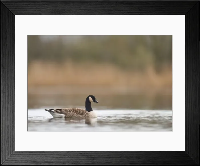 Framed Print : Canada Goose (Branta canadensis) swimming on a lake on the Somerset Levels in Somerset, United Kingdom Framed Print : Canada Goose (Branta canadensis) swimming on a lake on the Somerset Levels in Somerset, United Kingdom
